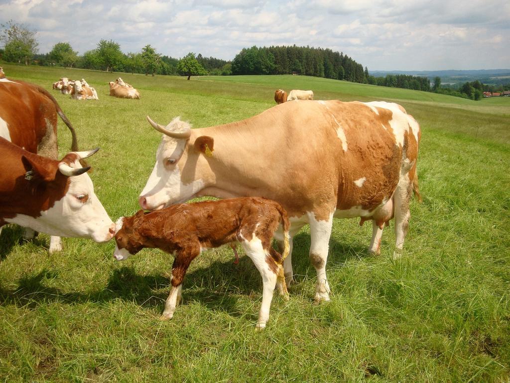 סיהם Baby- Und Kinderhof Aicherbauer מראה חיצוני תמונה